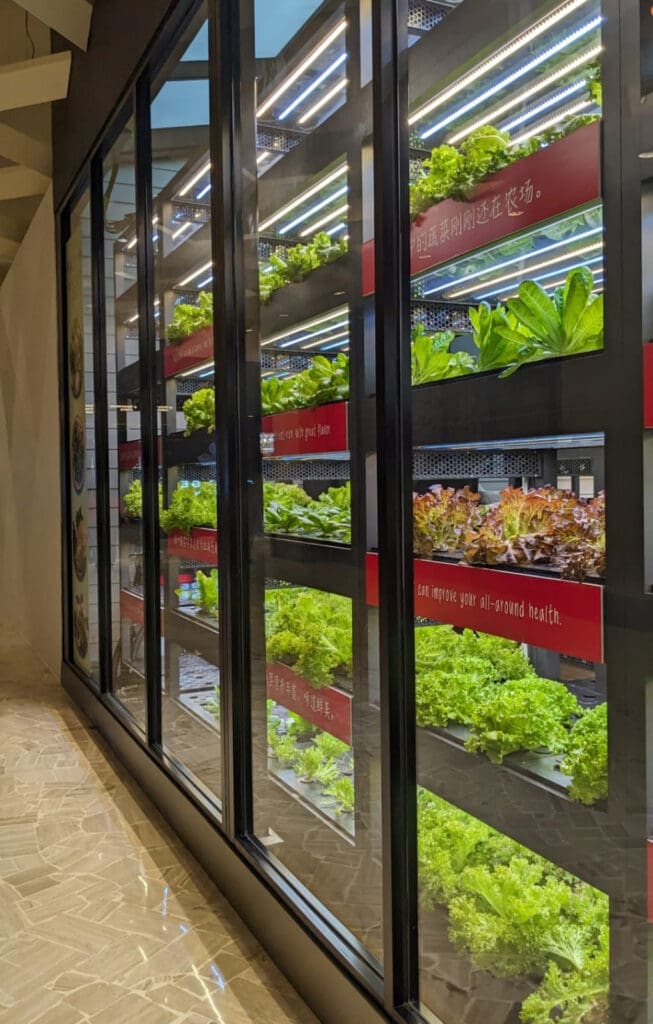 A rack of lush green hydroponic plants under LED lighting.